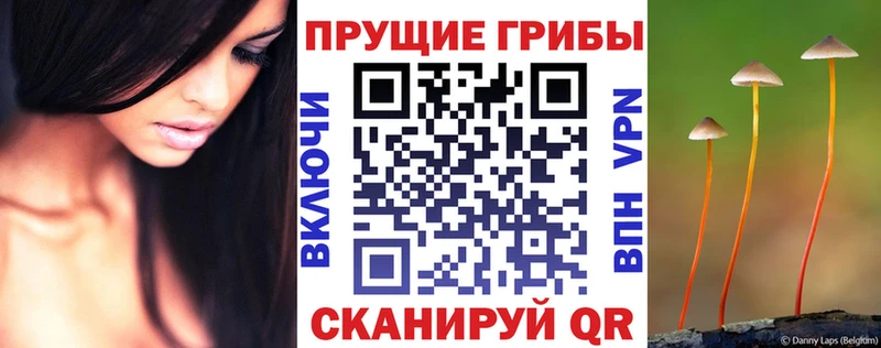 Купить  Мценск  Псилоцибиновые грибы мицелий 